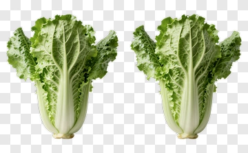 Two Fresh Cabbages PNG