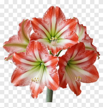 Red And White Amaryllis Bouquet PNG