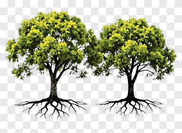 Two Trees With Visible Roots PNG
