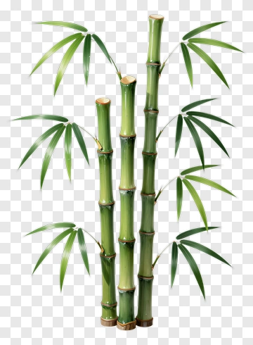 Bamboo Stalks With Leaves PNG