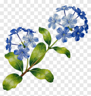 Blue Flowers With Green Leaves PNG