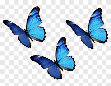 Three Blue Butterflies PNG