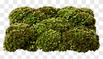 Green Moss Clumps PNG