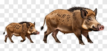 Two Wild Boars Walking Together PNG