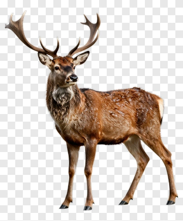 Male Deer With Antlers PNG