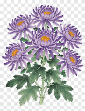 Purple Chrysanthemum With Green Leaves PNG