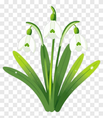Snowdrop Flowers With Green Leaves PNG