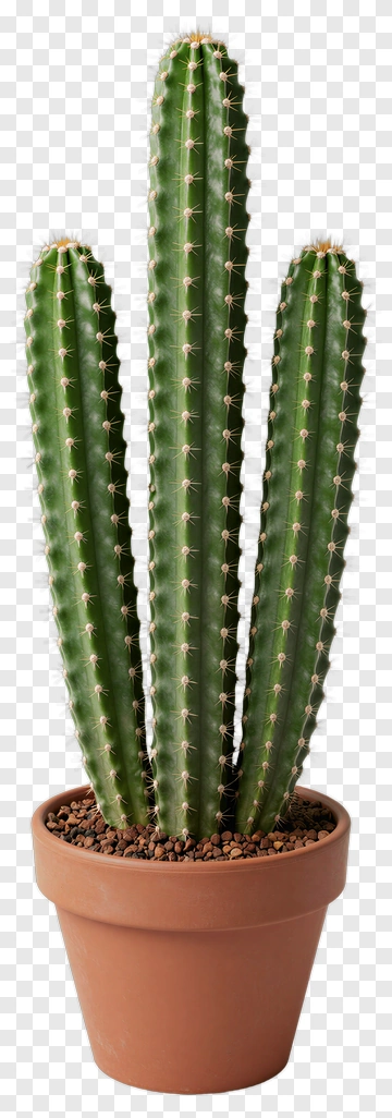 Tall Green Cactus In Terracotta Pot PNG