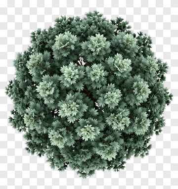 Top View Of A Dense Green Tree PNG