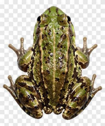 Green Frog With Brown Spots PNG