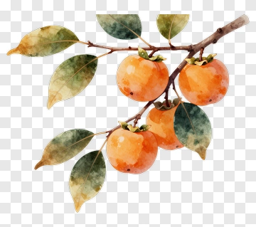 Persimmon Branch With Leaves PNG