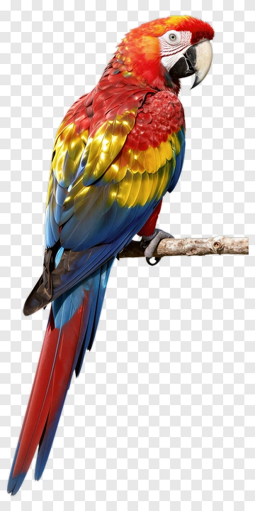 Red Yellow Blue Macaw Perched PNG