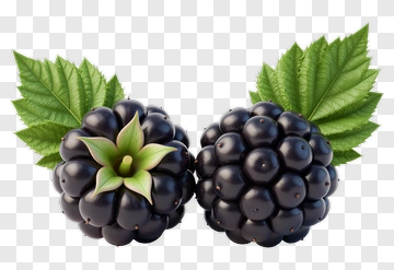 Two Blackberries With Leaves PNG
