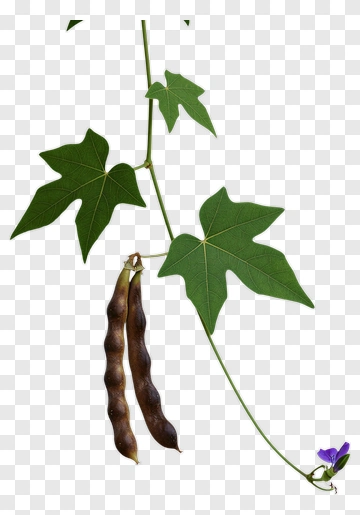 Plant With Leaves Seed Pods And Flower PNG