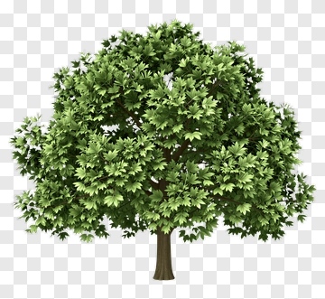 Lush Green Tree PNG