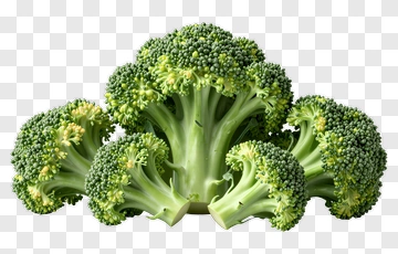 Fresh Broccoli PNG