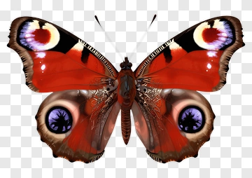 Peacock Butterfly With Eye Spots PNG
