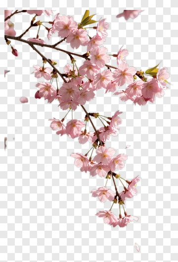 Cherry Blossom Branch In Bloom PNG