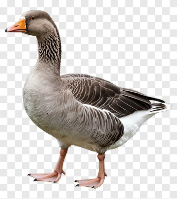 Gray Duck With Orange Beak PNG