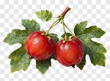 Red Fruits With Green Leaves PNG