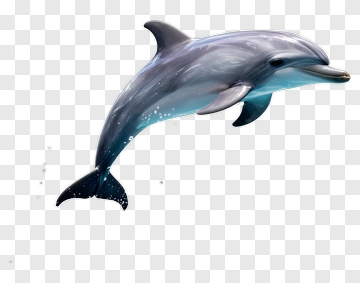 Dolphin Leaping Through Water PNG