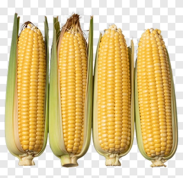 Four Ears Of Fresh Corn PNG