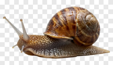 Snail PNG