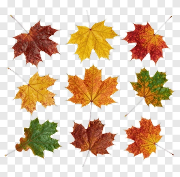 Autumn Maple Leaves In Vibrant Colors PNG