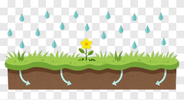 Yellow Flower Growing In Rain PNG