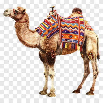 Decorated Camel With Vibrant Saddle PNG