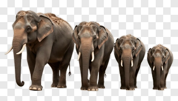 Elephant Family In Line PNG