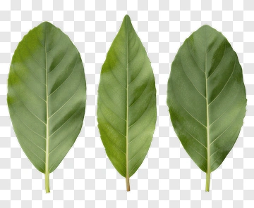 Three Green Leaves PNG