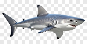 Shark PNG