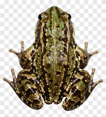 Green And Brown Frog PNG