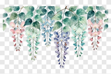 Wisteria Flower Branches PNG