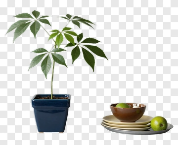 Potted Plant With Lime And Bowl PNG