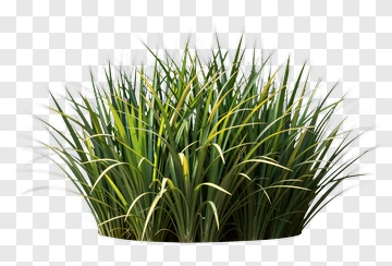 Green Grass With Yellow Tips PNG