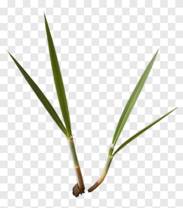 Grass Sprout In Cracked Earth PNG