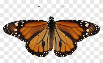 Monarch Butterfly With Orange And Black Wings PNG