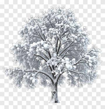 Snow Covered Tree PNG