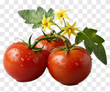 Fresh Red Tomatoes With Green Vine And Yellow Flower PNG