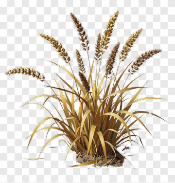 Golden Wheat Plant PNG
