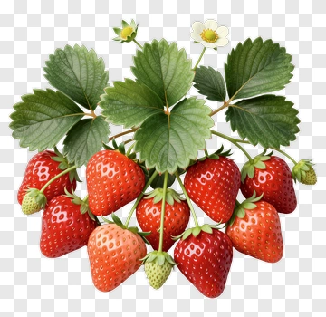 Fresh Strawberry With Leaves And Flower PNG