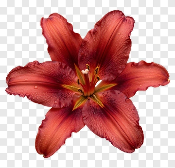 Red Lily Flower With Water Droplets PNG