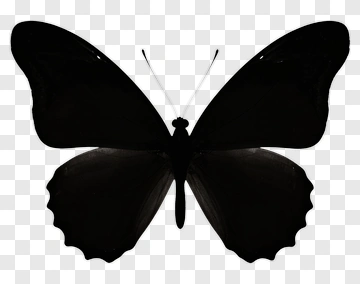 Butterfly Silhouette PNG