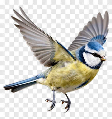 Blue Tit In Flight PNG