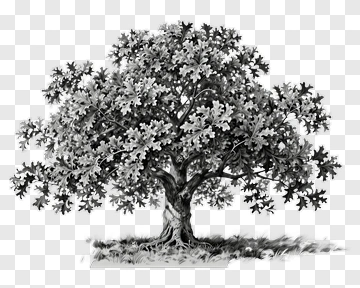 Hand Drawn Oak Tree PNG