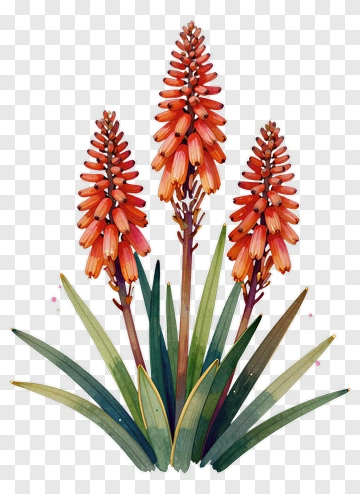 Red Bloom With Long Green Leaves PNG