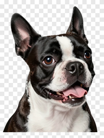 Boston Terrier Portrait PNG