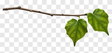 Two Green Leaves On A Branch PNG